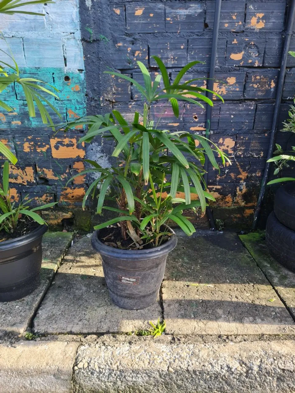Palmeira de Jardim em Vaso