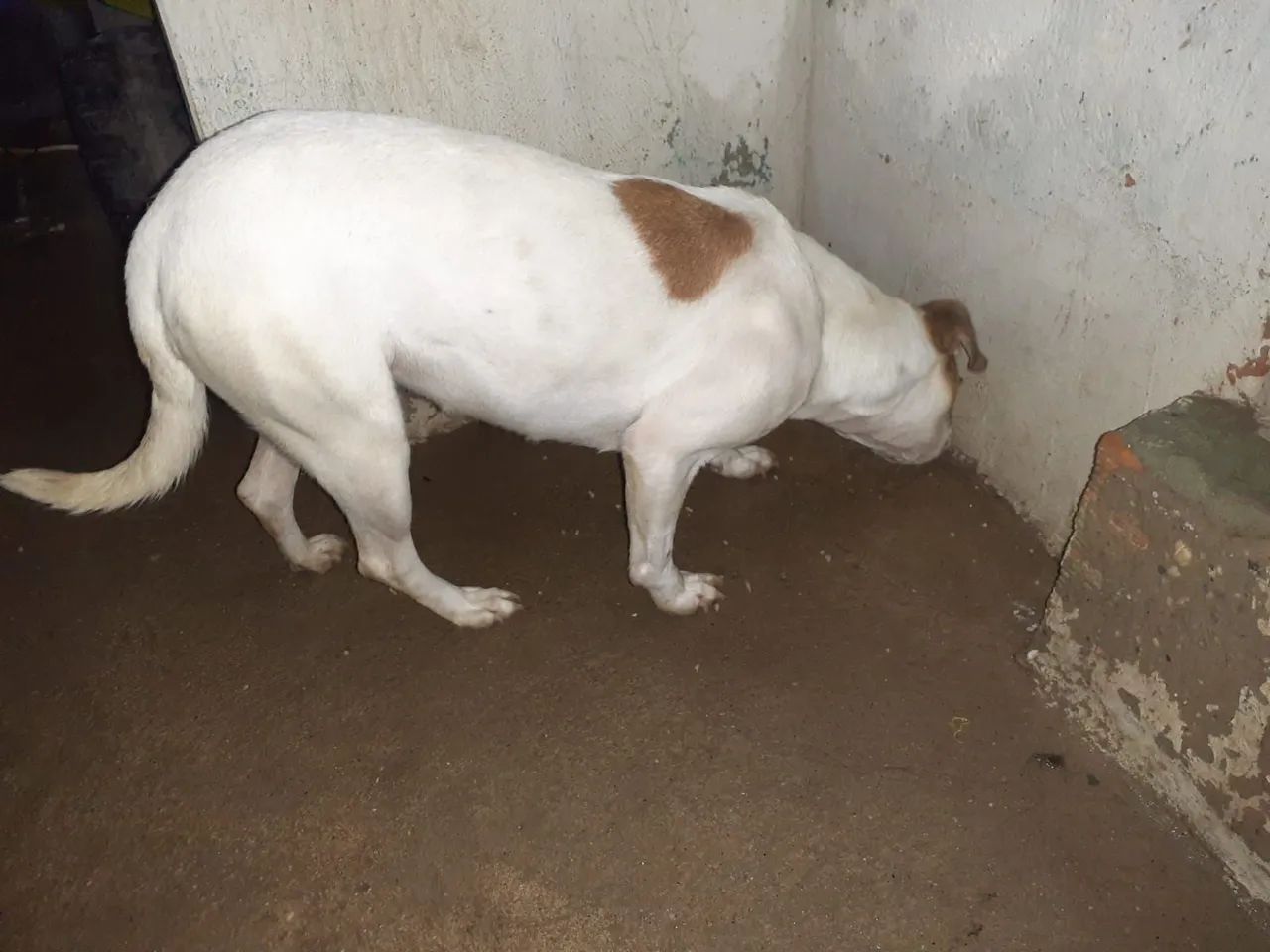 Doação responsável - Foto 2