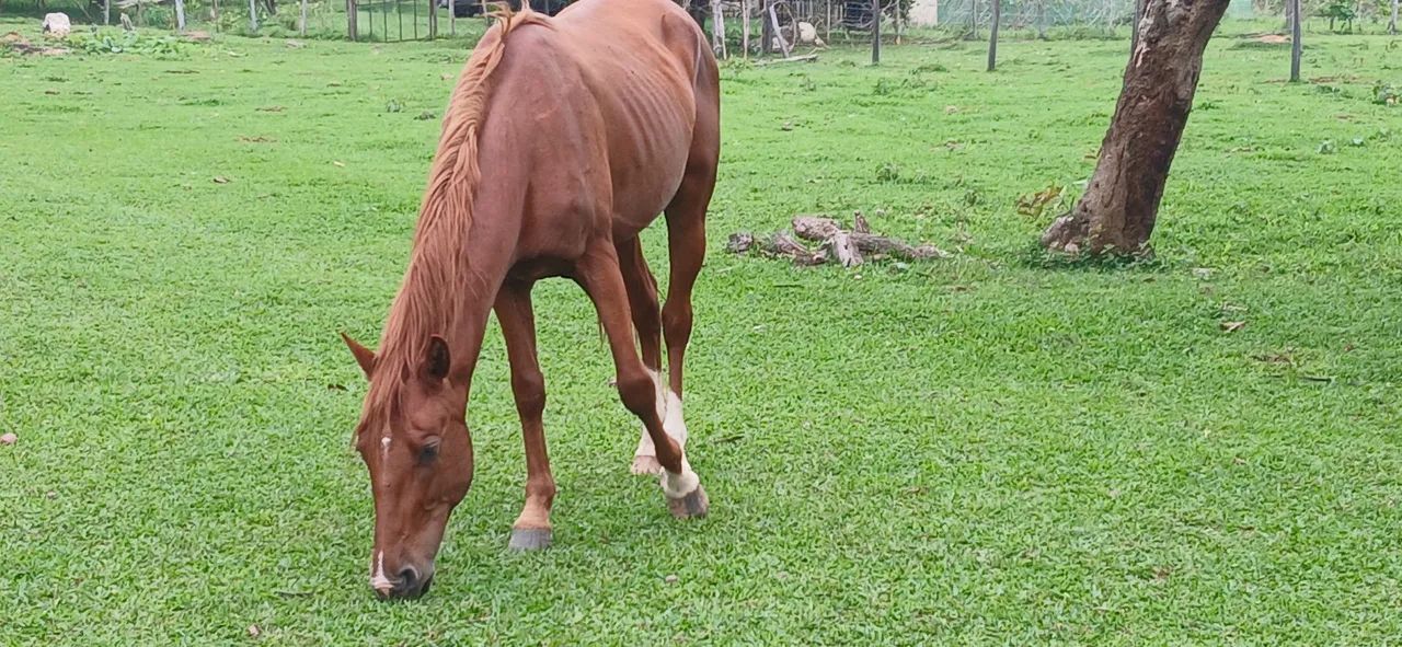 Potros 1/2 sangue quartos de milha trabalho/esporte - Foto 4