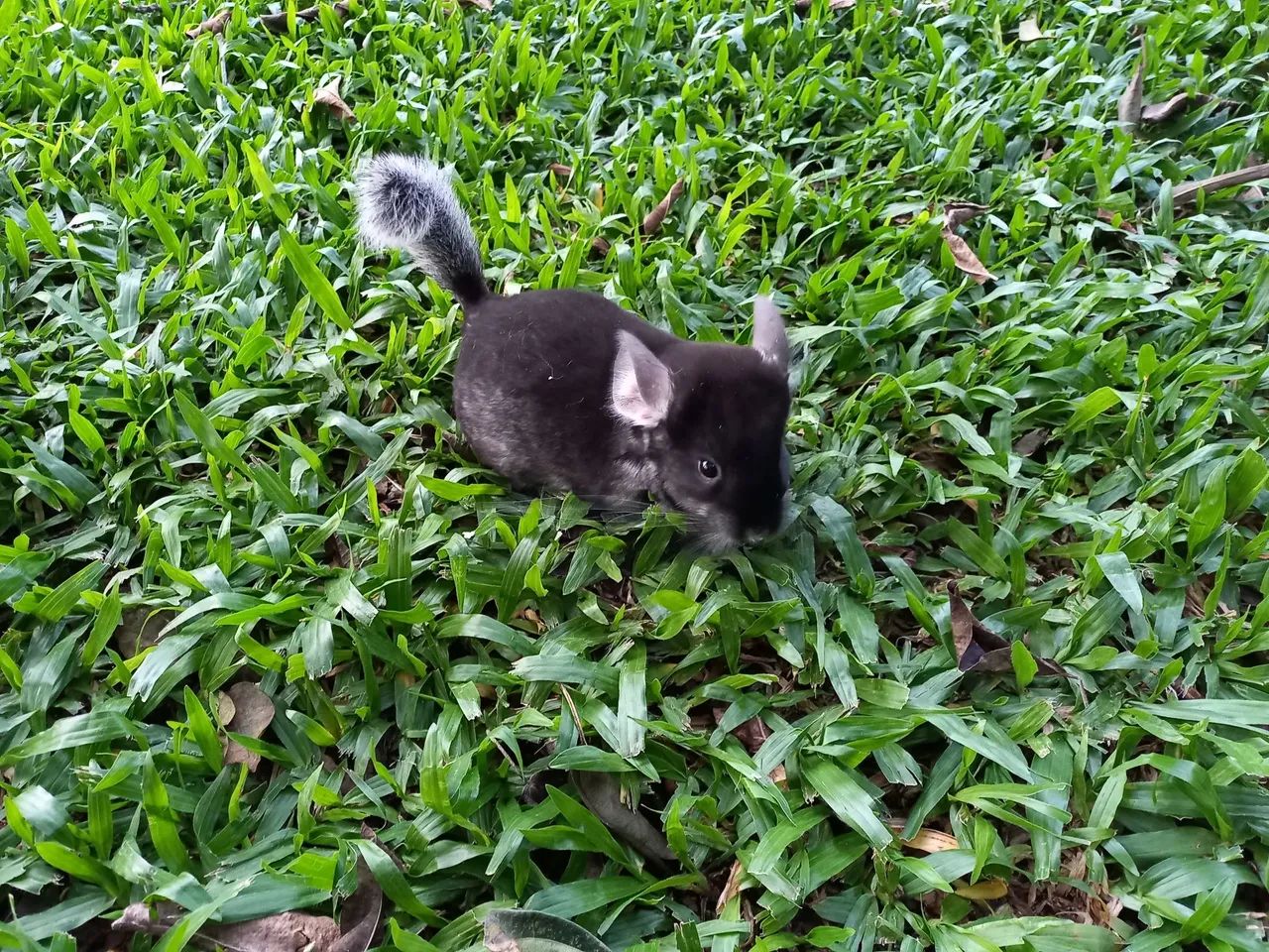 Chinchilas filhotes dóceis para estimação! - Foto 3