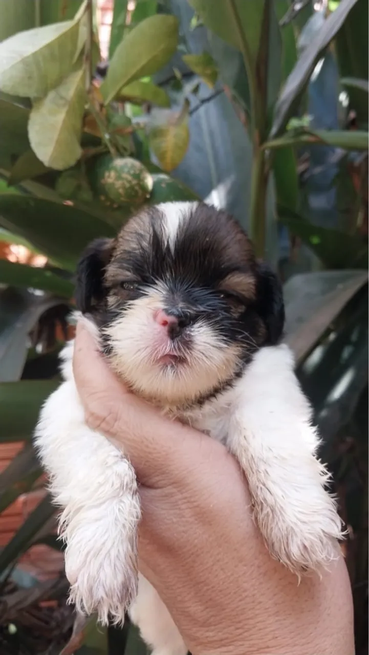 Filhote de Shih Tzu disponível macho e fêmea