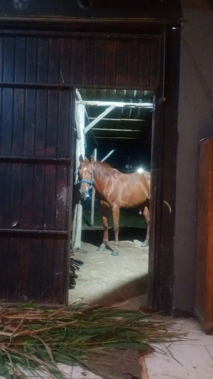 Cavalo  - Foto 4