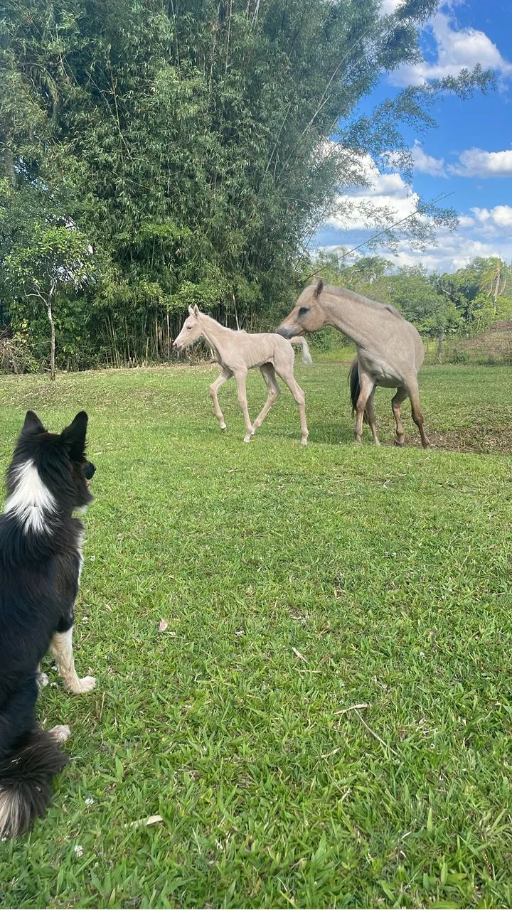  Manga Largar marchador garanhão cobertura  - Foto 5