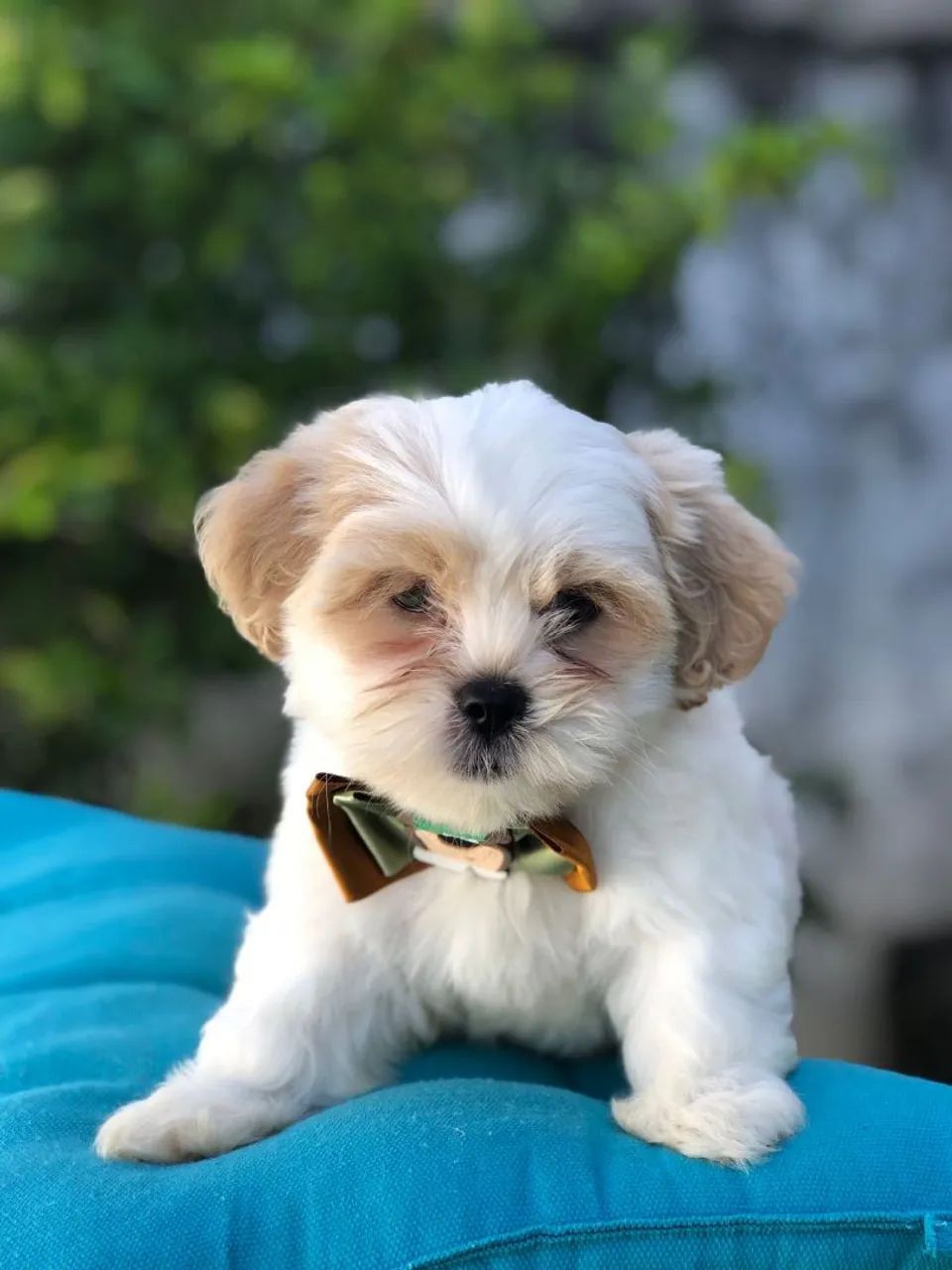 Filhote LHASA APSO