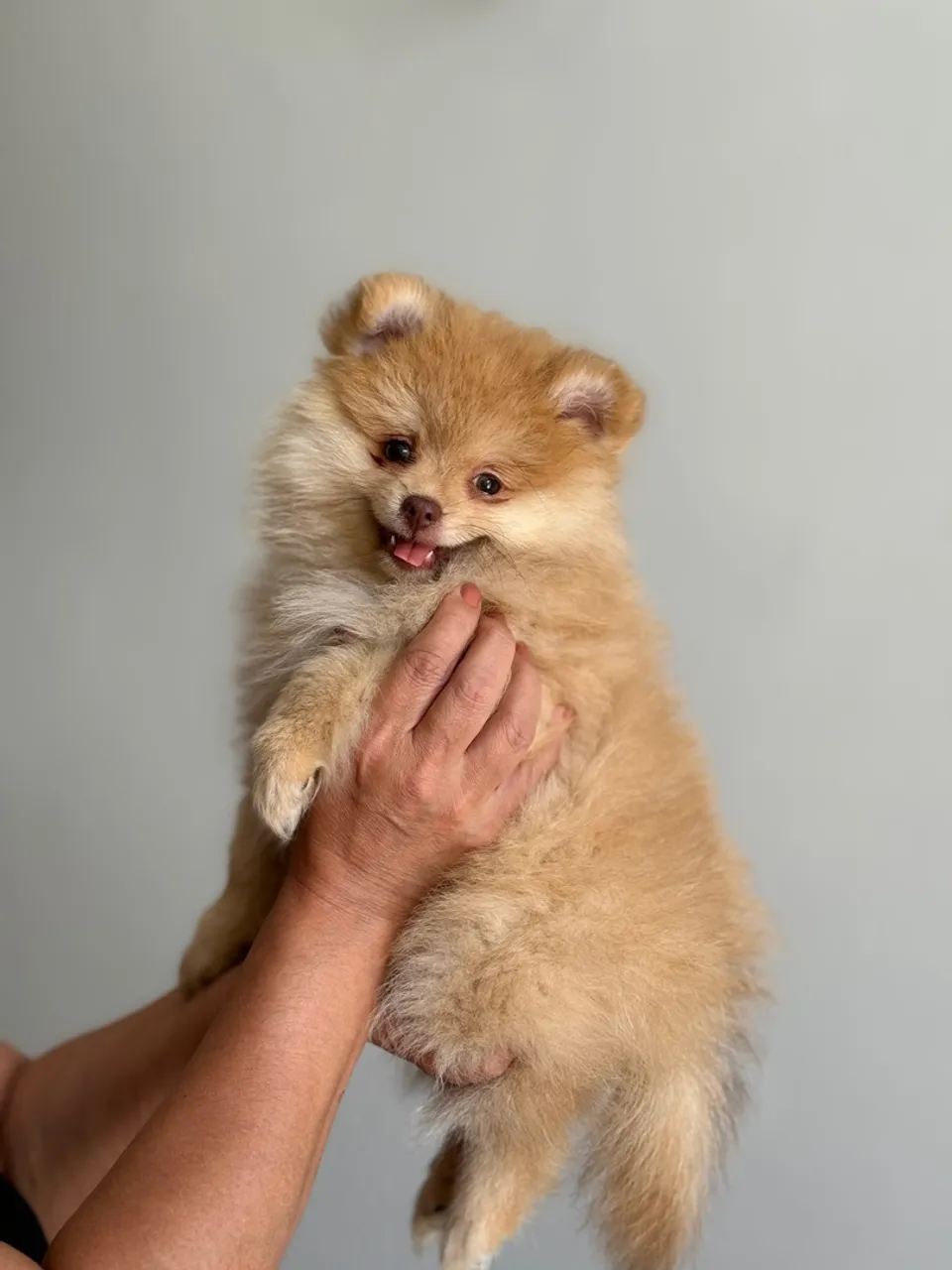 Filhote de Spitz Alemão (Macho 60 dias).