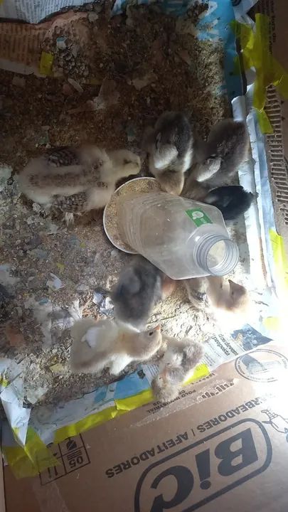 Pintinhos diversos...caipiras e Brahmas puros - Foto 2