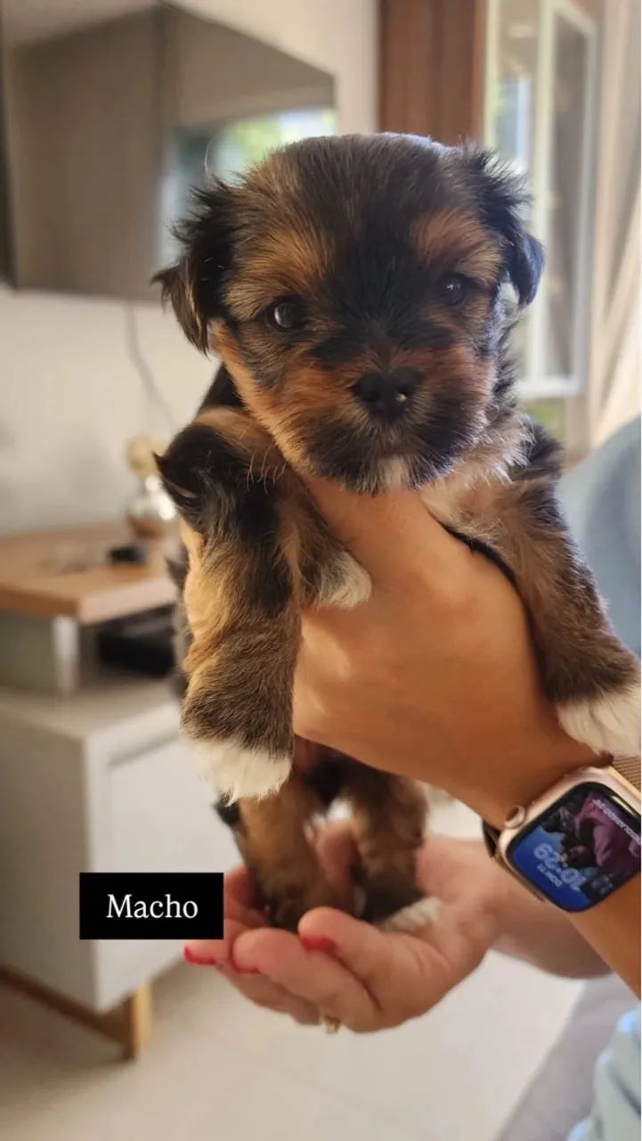 Casal Yorkshire Terrier  - Foto 4