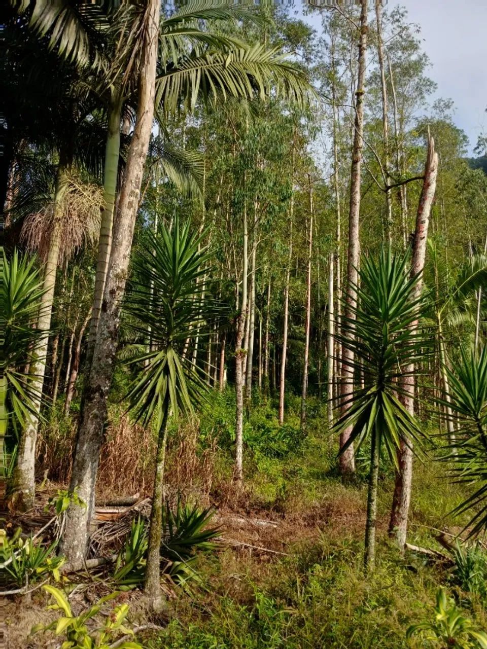 Sitio com 20,000,00m2