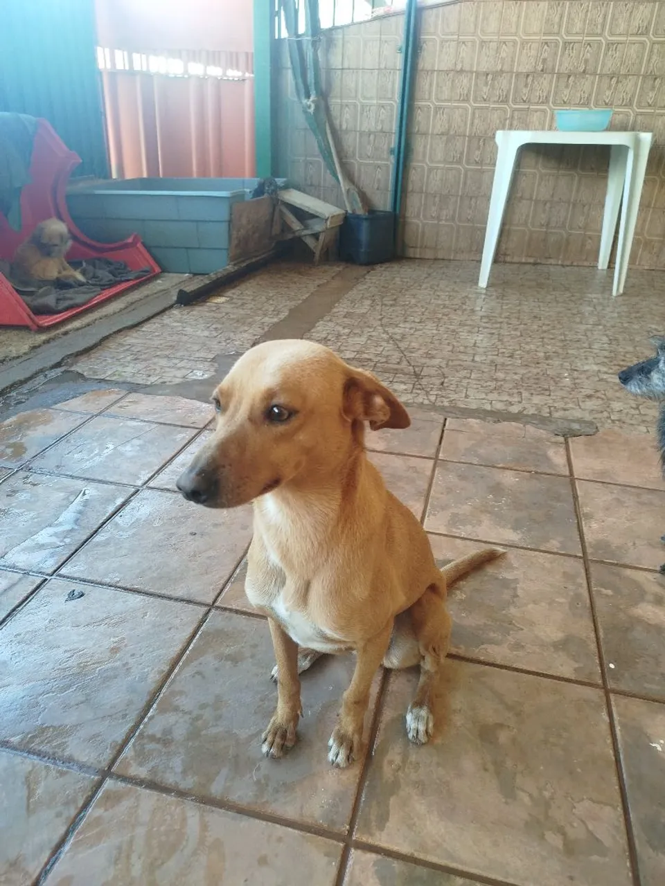 Cachorro caramelo para adoção, gente essa fêmea apareceu aqui em casa, porém já tenho duas