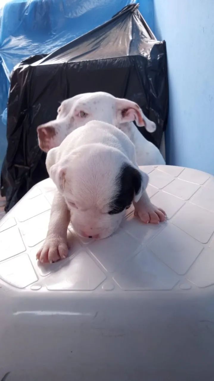 Filhote de Pitbull  - Foto 5