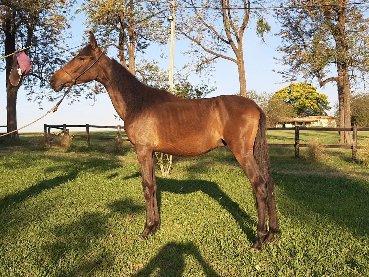 Potro Mangalarga Marchador Registrado  - Foto 5