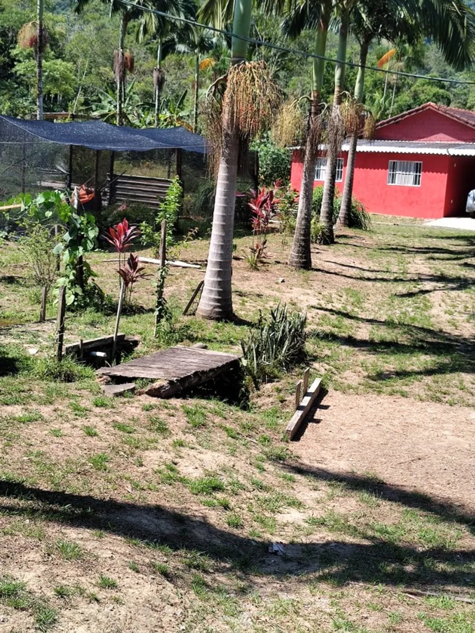 Sitio com 3000 pés de banana e palmito