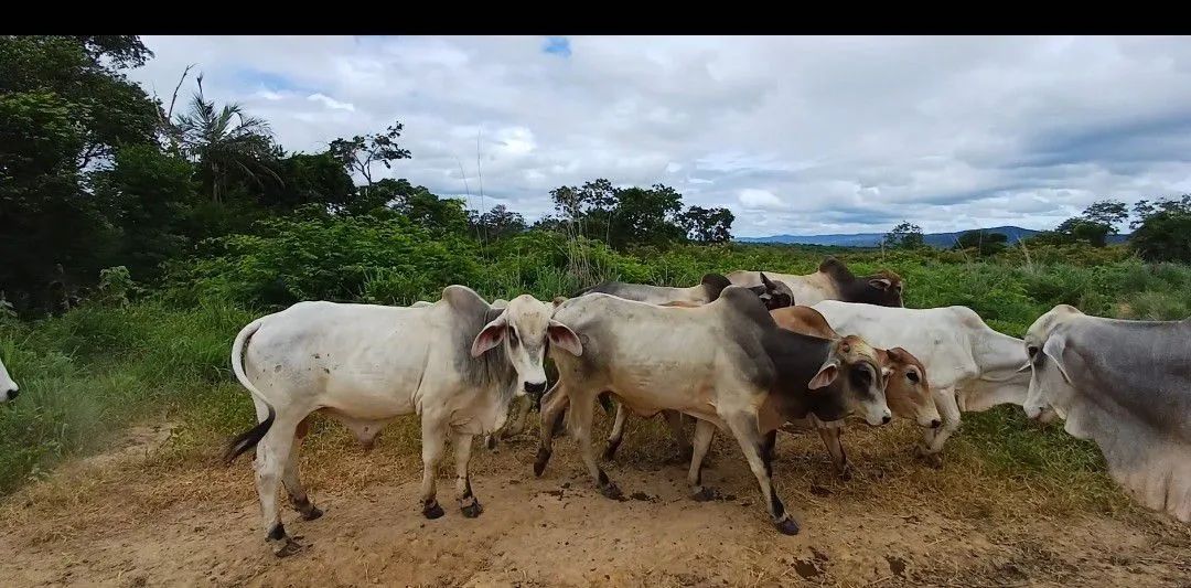 Temos Boi gordo e Boi de pasto