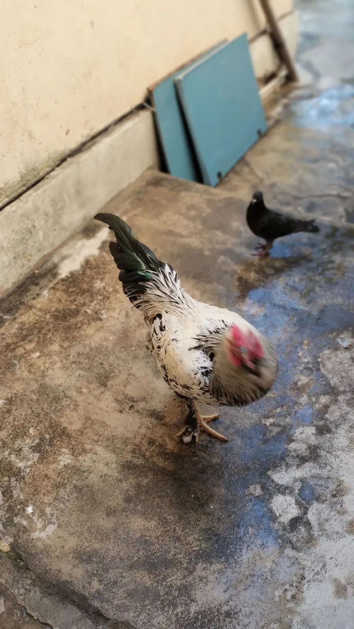 Vendo galo da marca Brahma  - Foto 2
