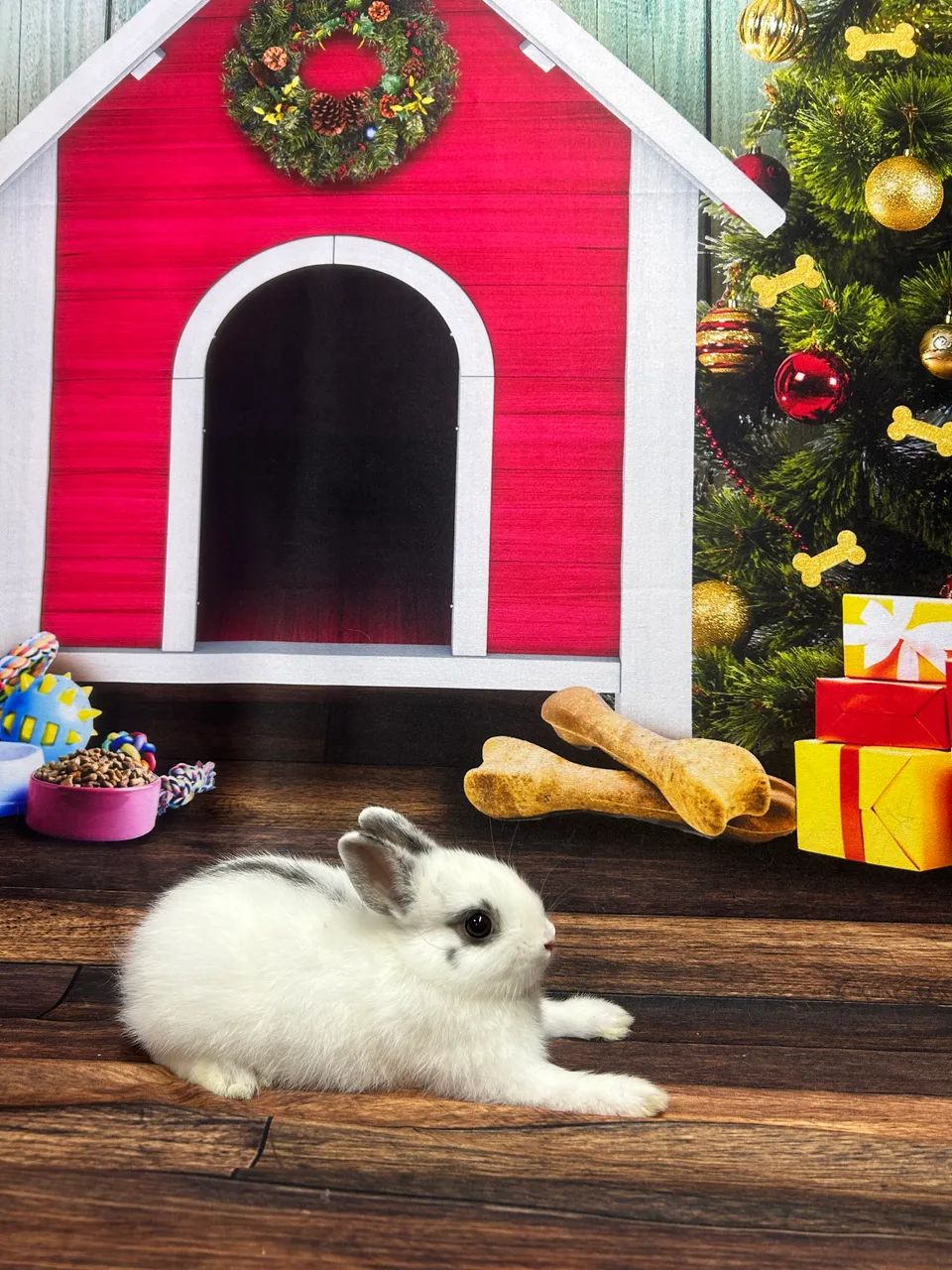 Mini coelho NETHERLAND  - Foto 3