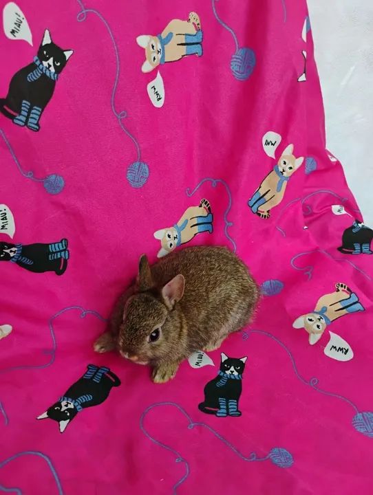 Mini Coelhos Holandês, Lion Head e Netherland 