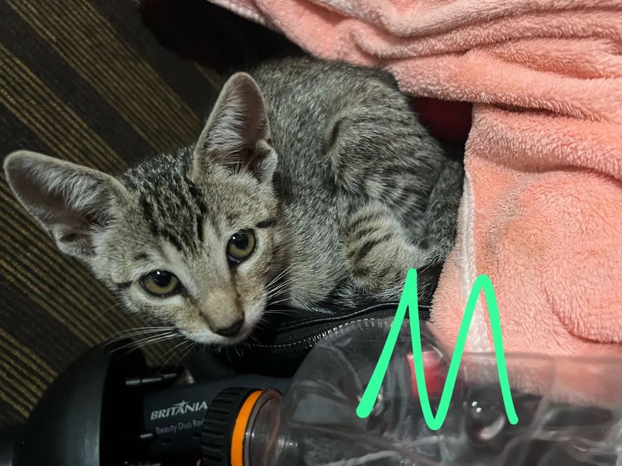 Gatinhos fofinhos para adoção - Foto 4