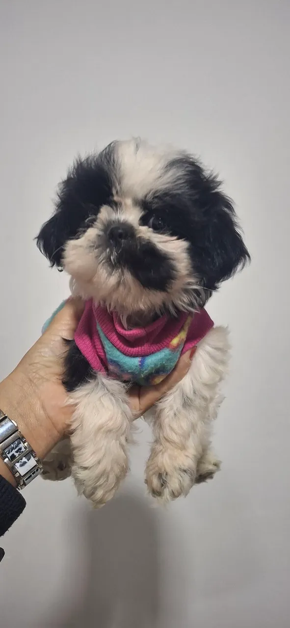 Filhote de Shih Tzu fêmea
