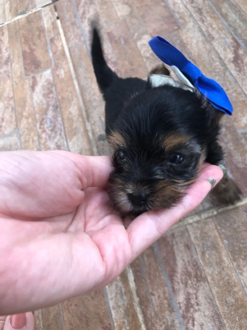 Yorkshire Terrier (1 casal disponível) LEIA O ANÚNCIO  - Foto 4