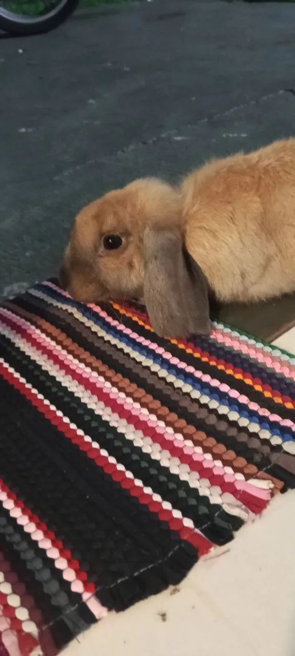 Coelho mini lop 120 dias já treinado, adora colo, carinho, atende pelo nome. 