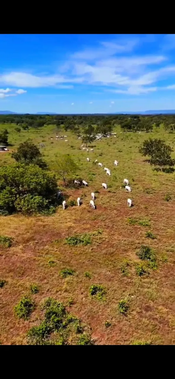 Imóvel para venda com 295000000 metros quadrados em Área Rural de Formosa - Formosa - GO