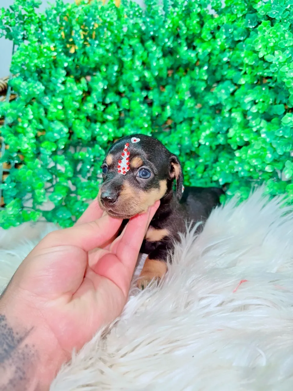 Dachshund (salsichinha) machos e fêmeas miniatura