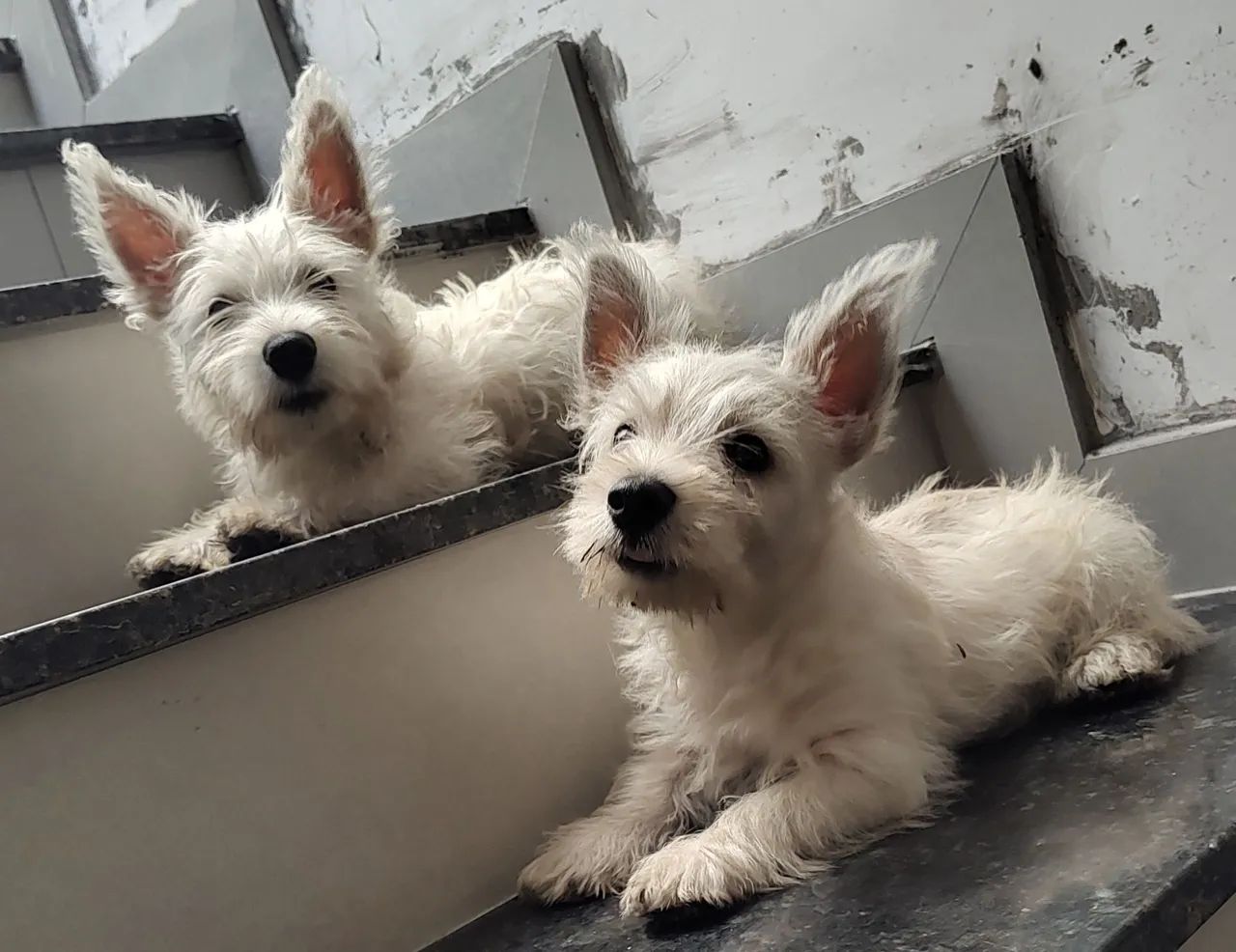 Westie Dog Breed Mini White Terrier Miniature Westie Puppies For