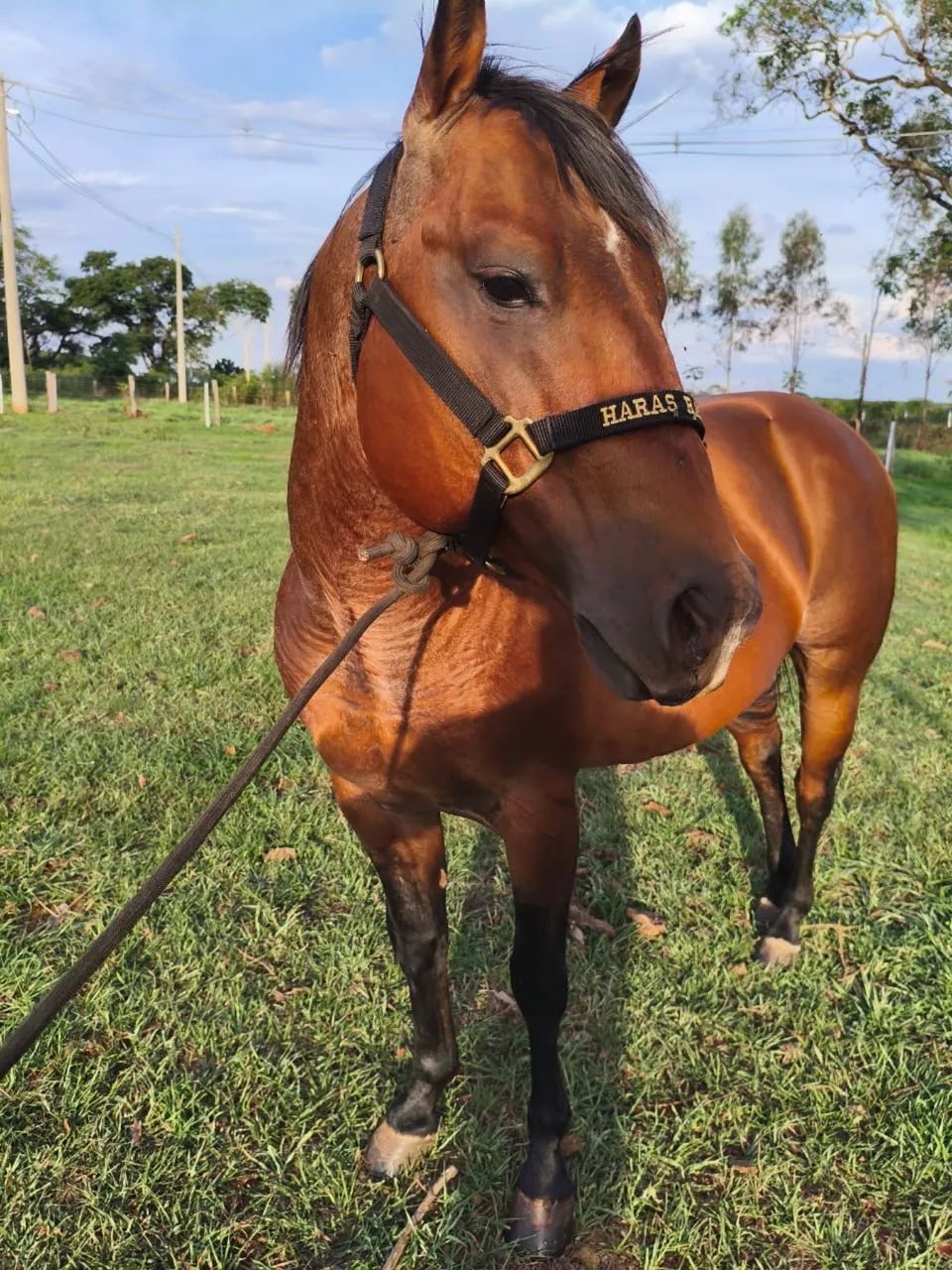 Garanhão Quarto de Milha PO.  - Foto 5