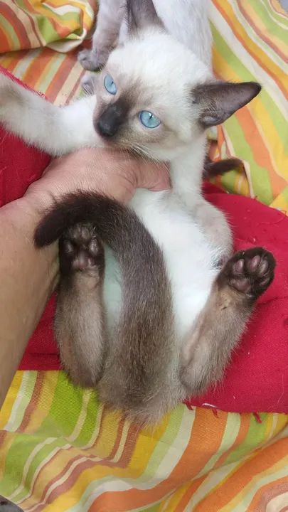 Gatinho Siamês disponível para adoção - Foto 3