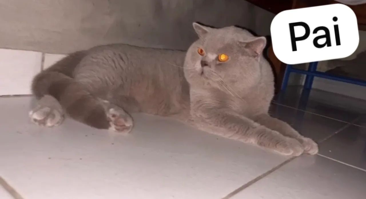 Vendo filhotes de gato British short hair - Foto 3