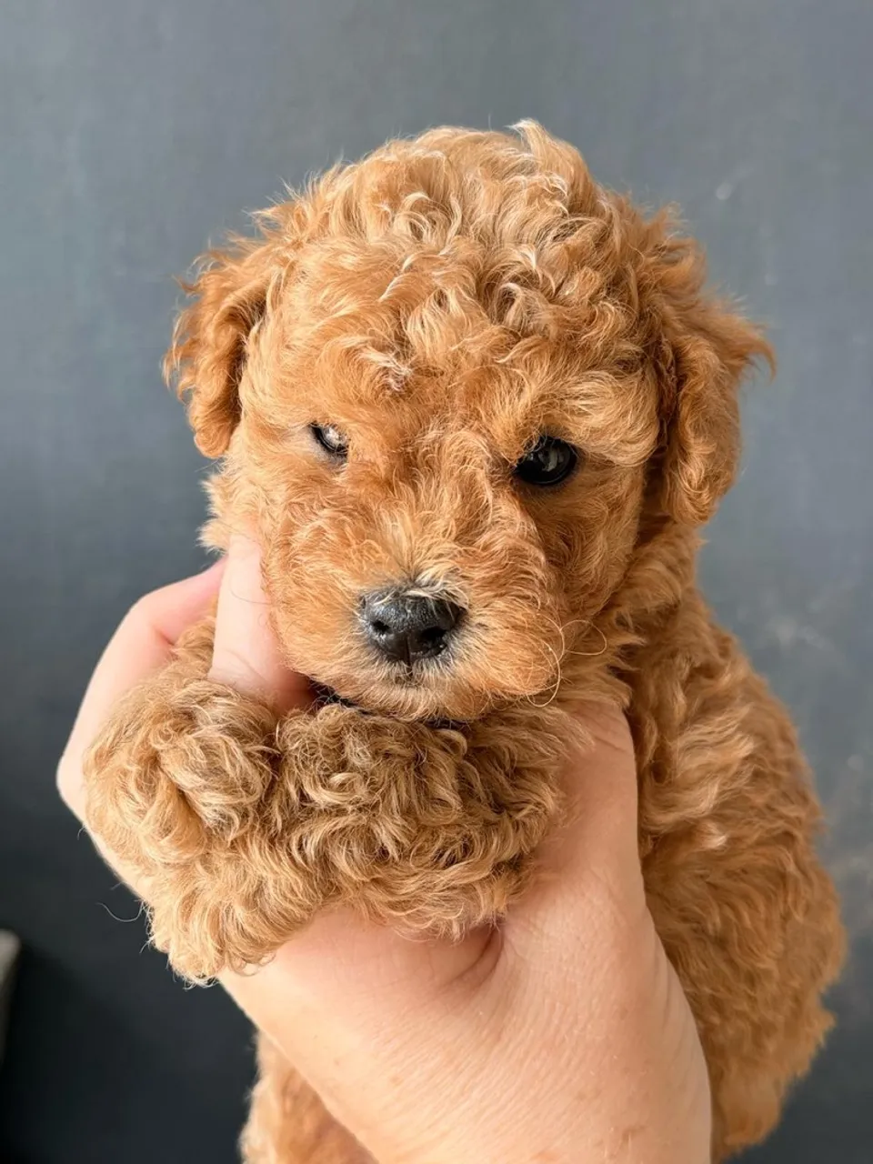 Poodle Toy Red ( Macho e Fêmea Vendas )