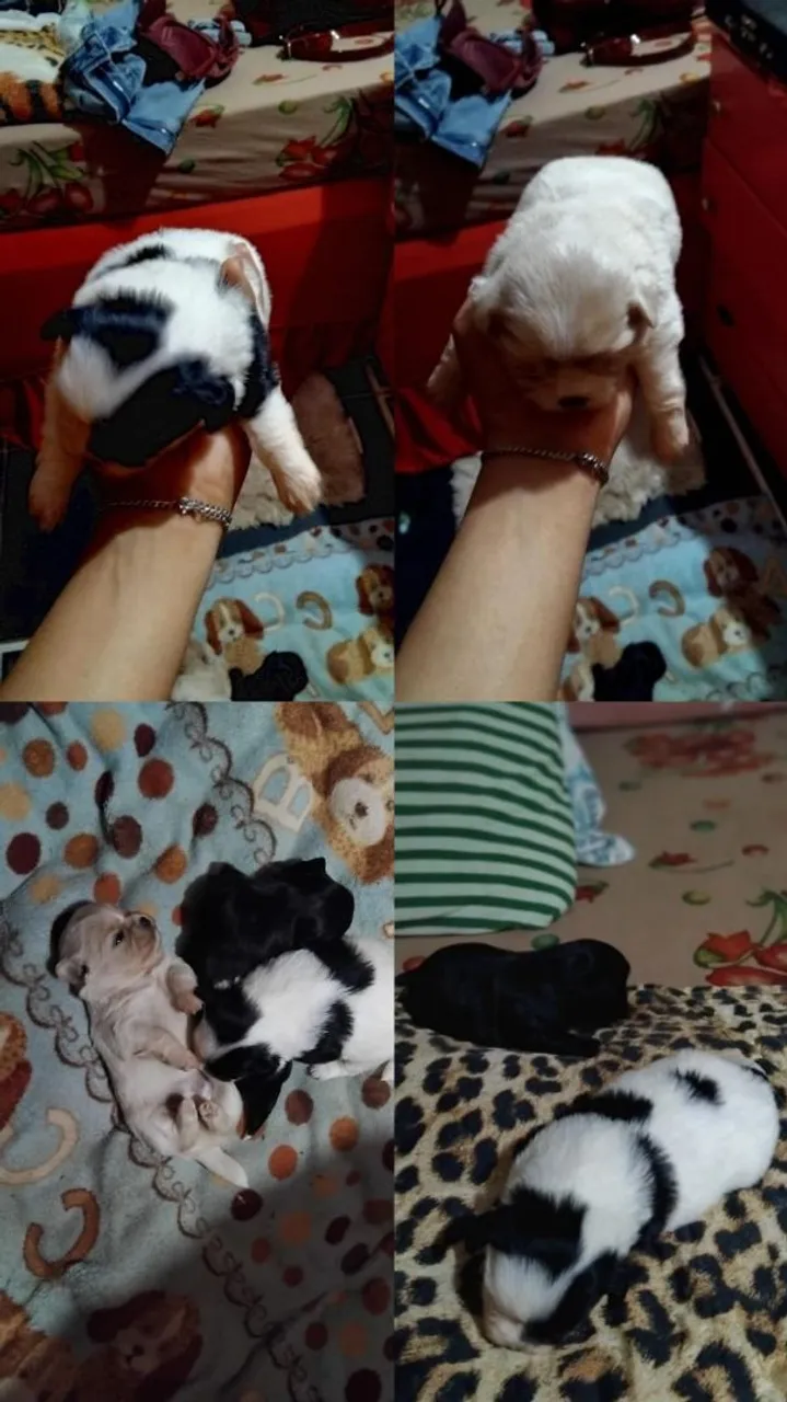Filhotes de Shih Tzu disponíveis