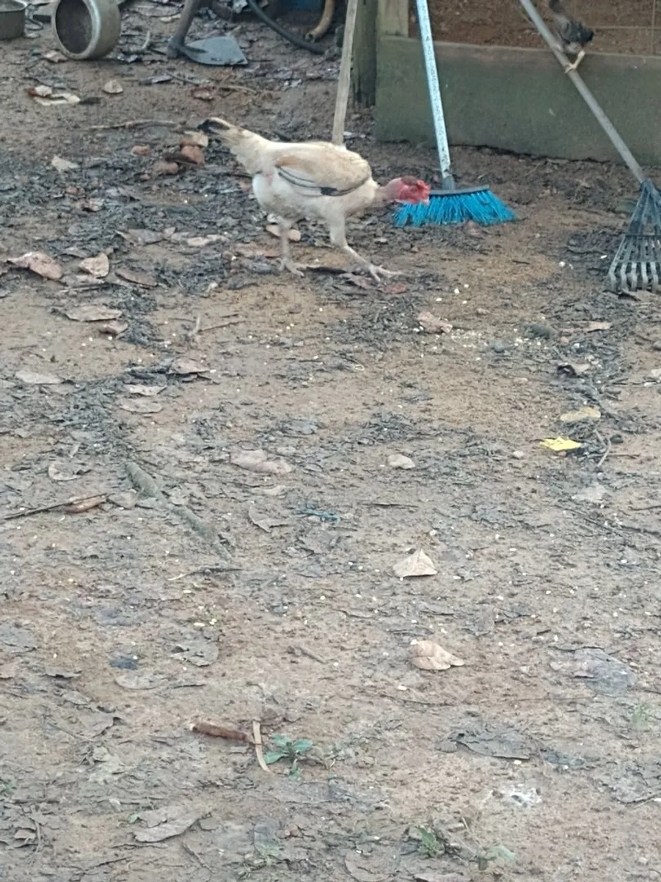 Casal de galinhas caipira