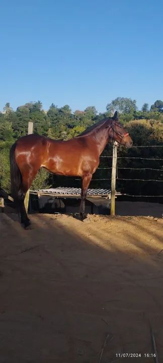 Cavalo Mangalarga Marchador - Foto 4