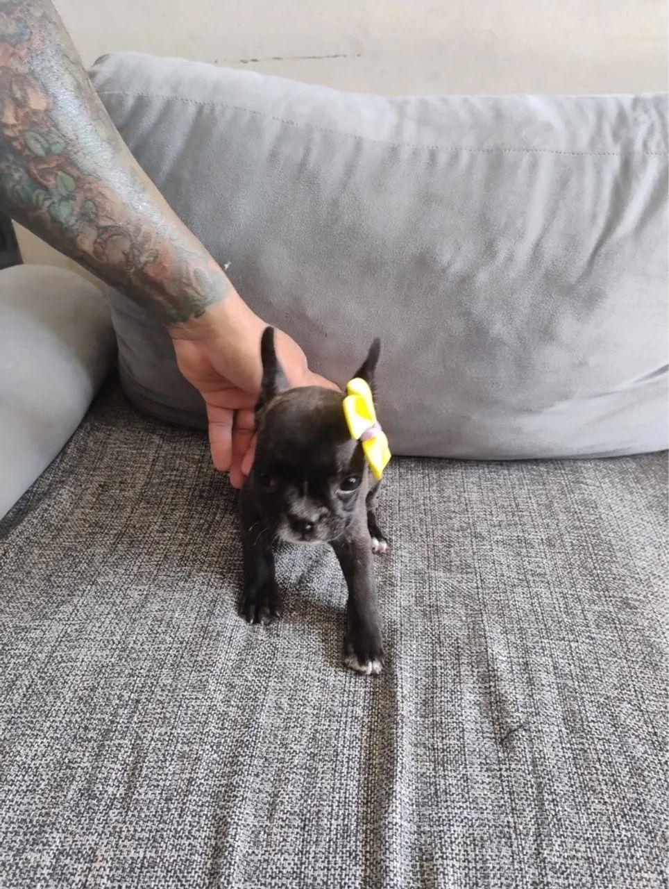Filhotes de Buldogue Francês  - Foto 4