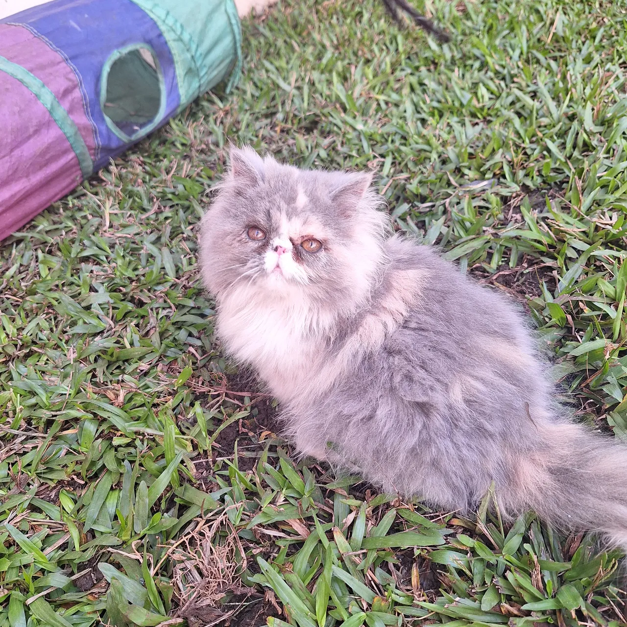 Gatinho Persa , exóticos, pedigreee vacinas !