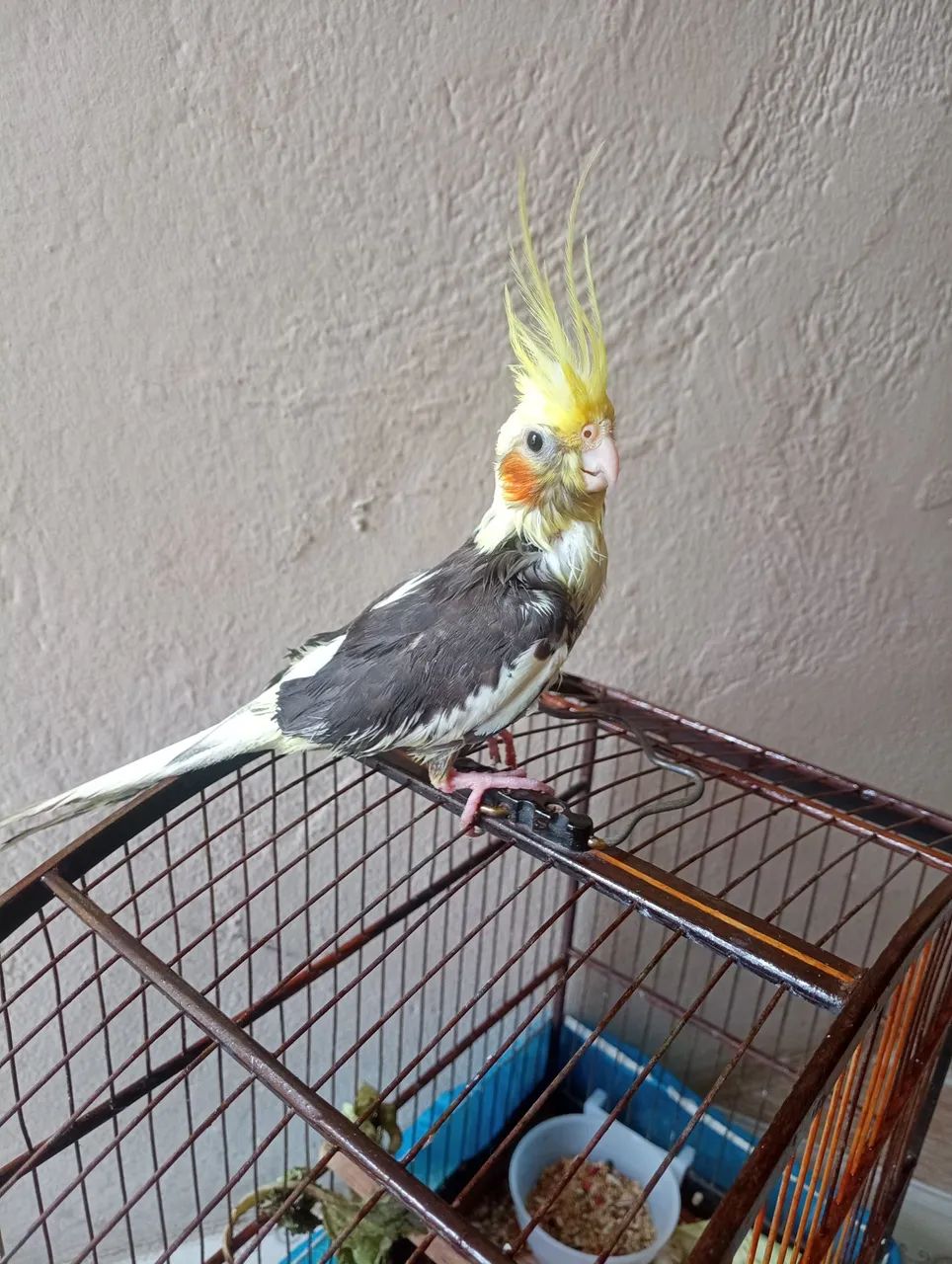 Vende-se uma gaiola - Foto 3