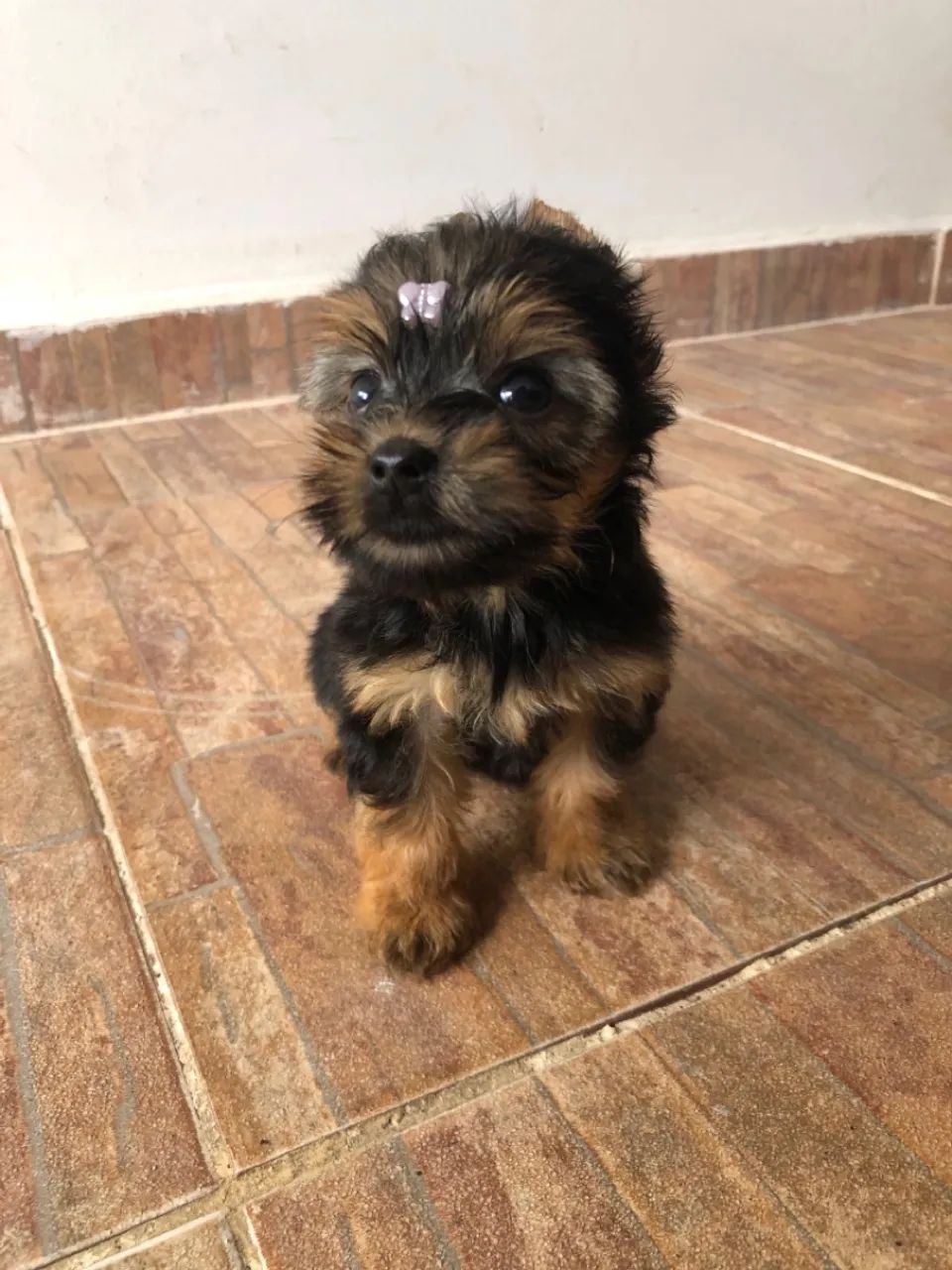 Yorkshire Terrier (1 casal disponível) LEIA O ANÚNCIO  - Foto 2