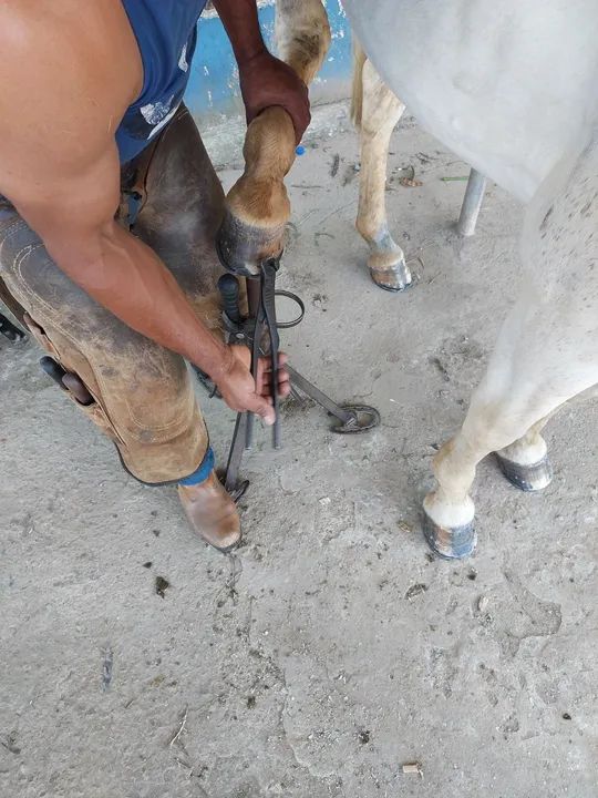 Cavalo tordilho  - Foto 4