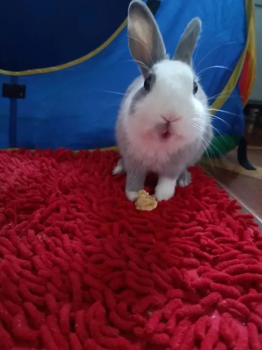 Mini coelho para venda! - Foto 3