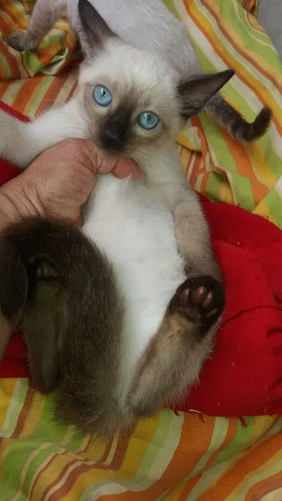 Gatinho Siamês disponível para adoção