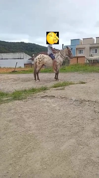 Pônei castrado - Foto 5