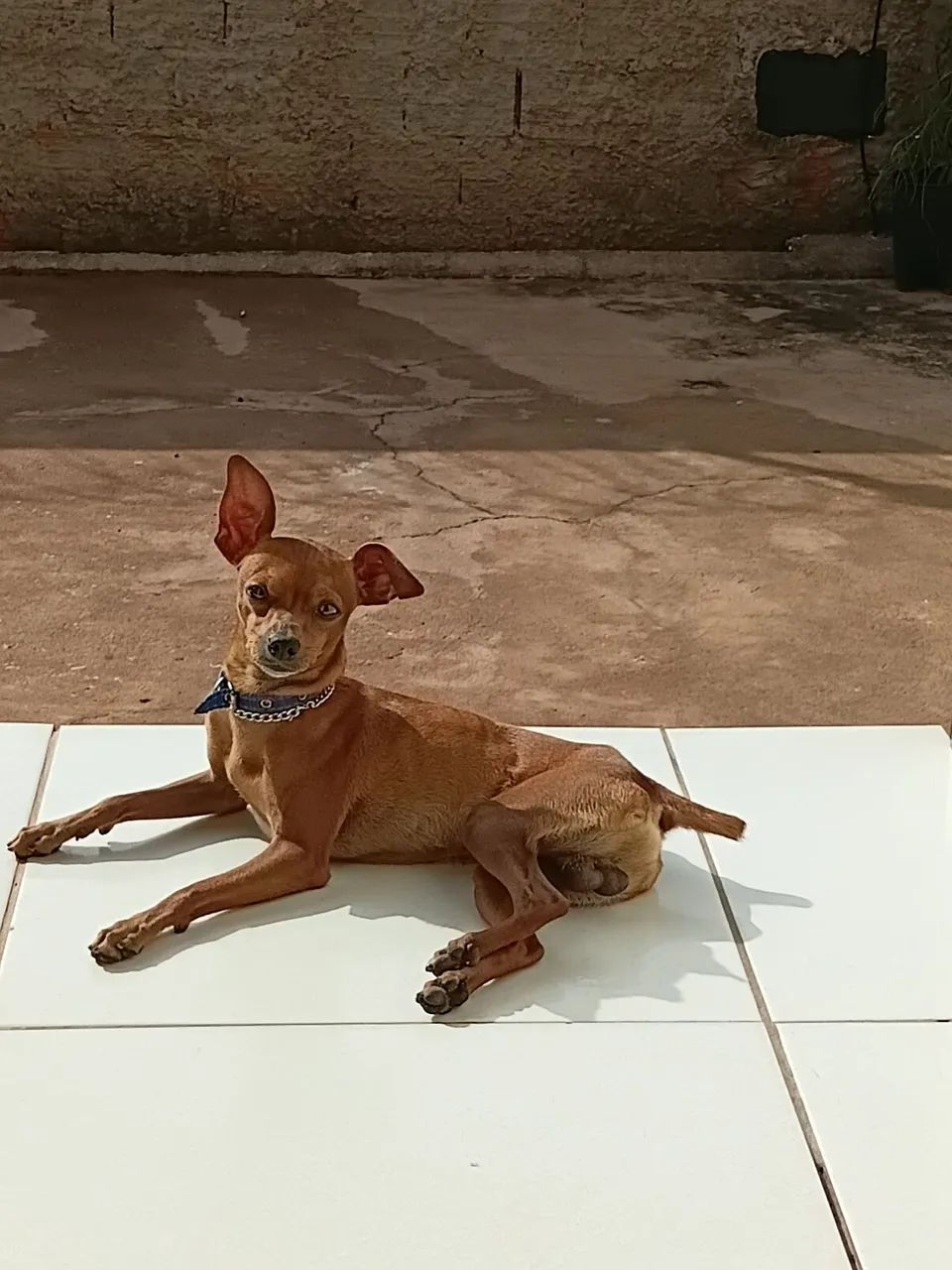 Procurando uma namorada 