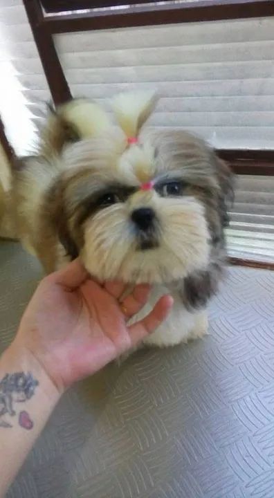 Filhote de Shih tzu