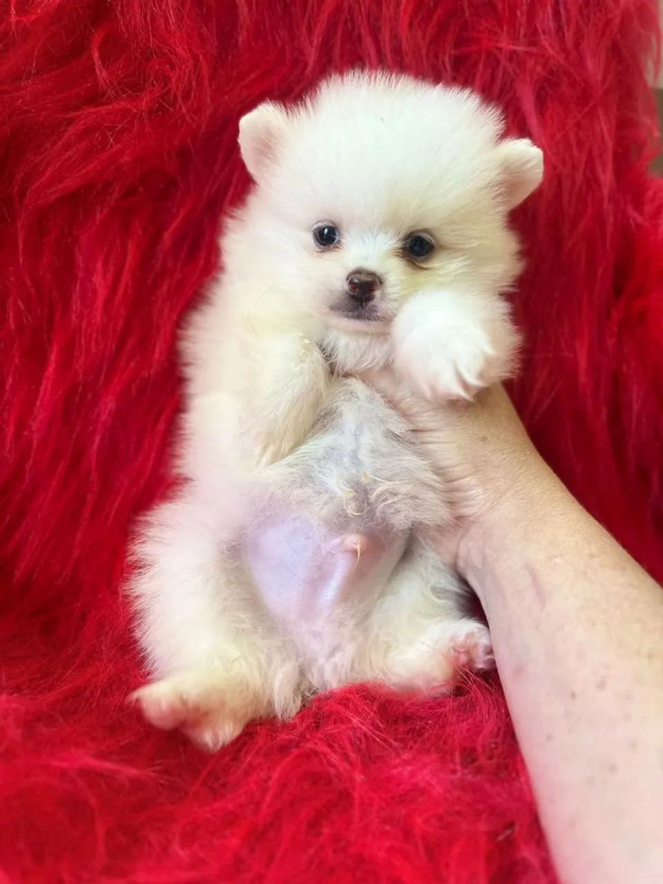 Lulu da pomerania 