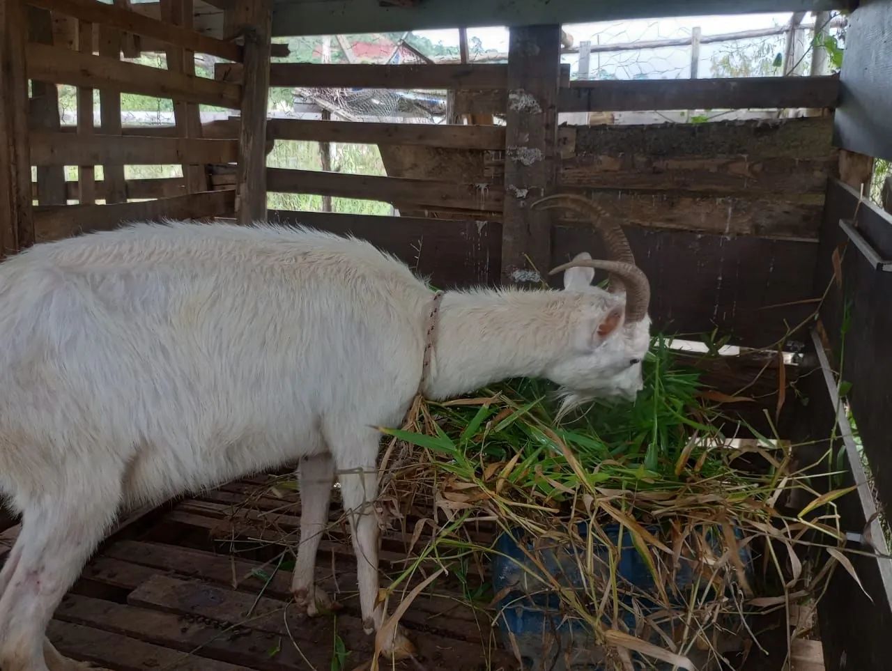 Cabras, sendo uma prenha. (Venda ou troca) - Foto 3