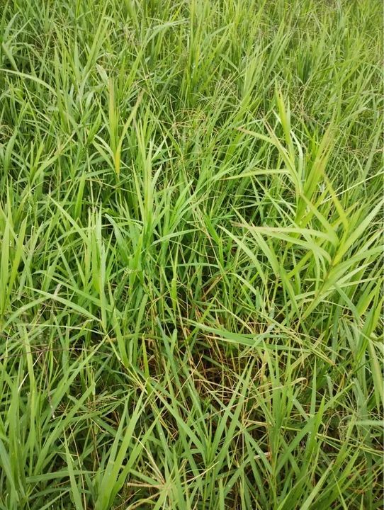Capim Tifton 85  - Foto 2