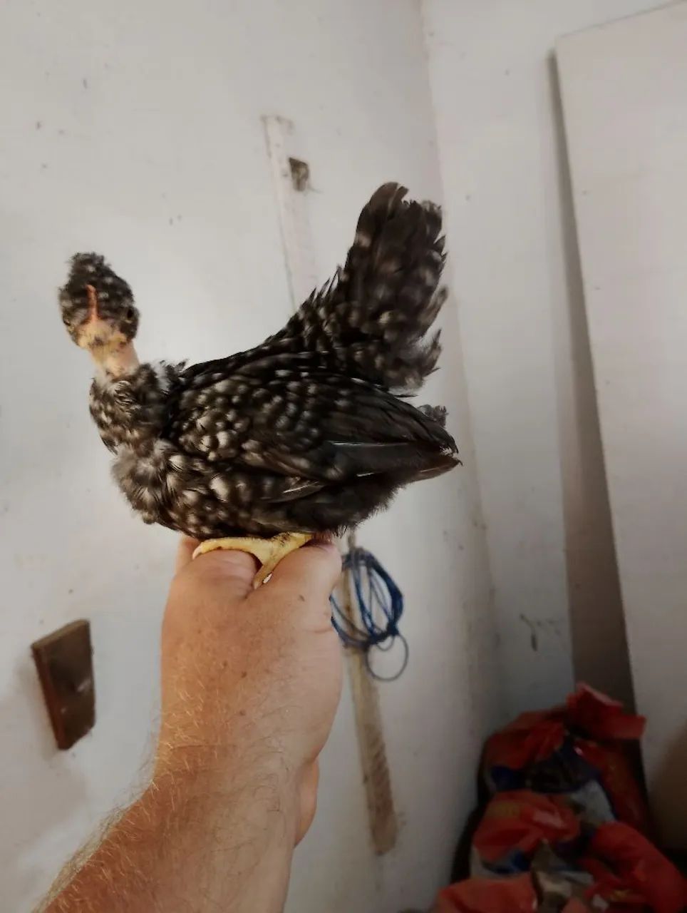 Franguinha Mine nagazaki polaca  barrada (carijó) - Foto 2