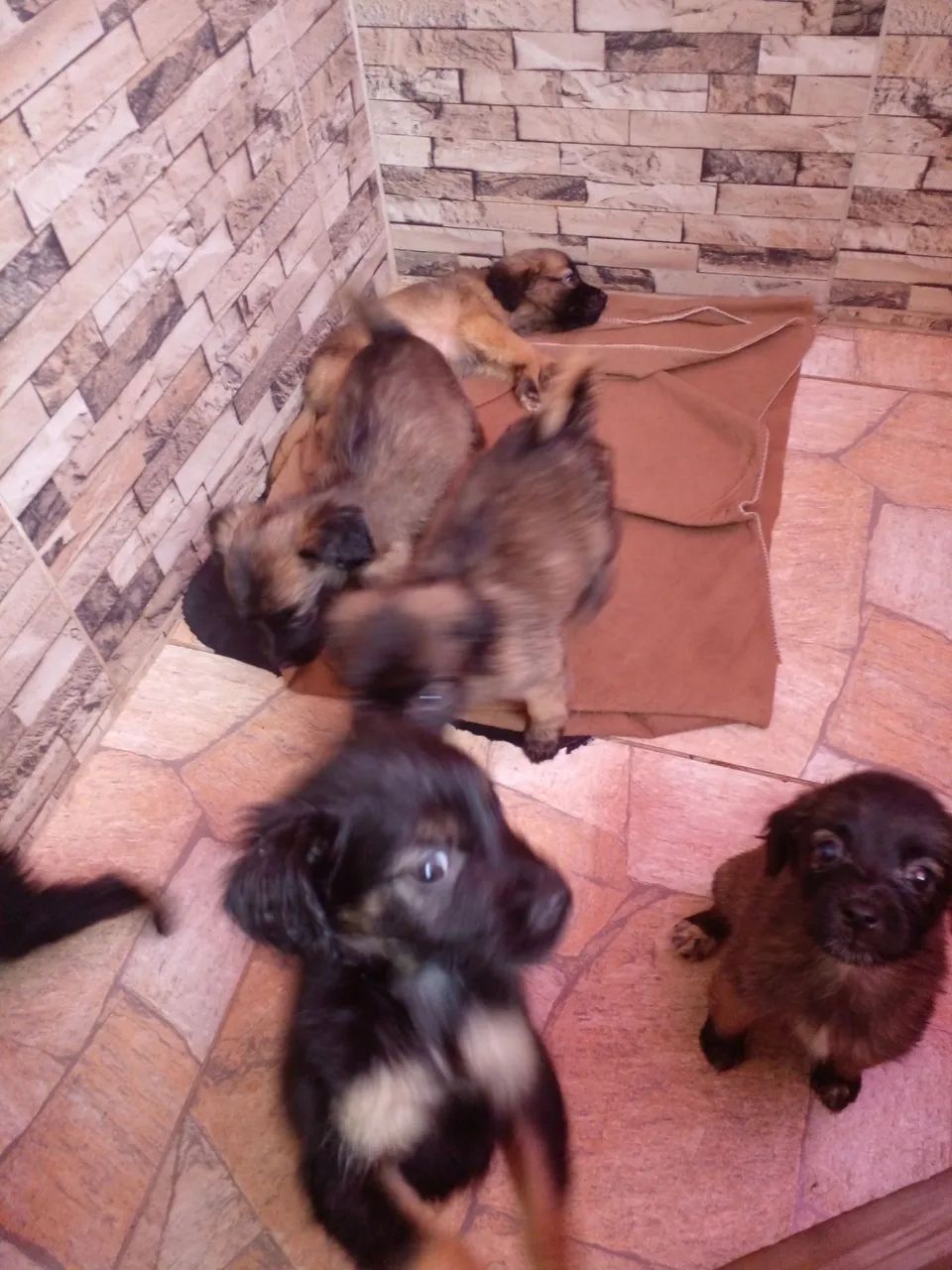 Filhotes de cachorro raça Markiesje com Golden  - Foto 3