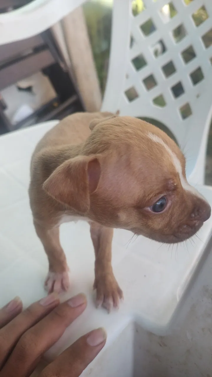 Pitbull
